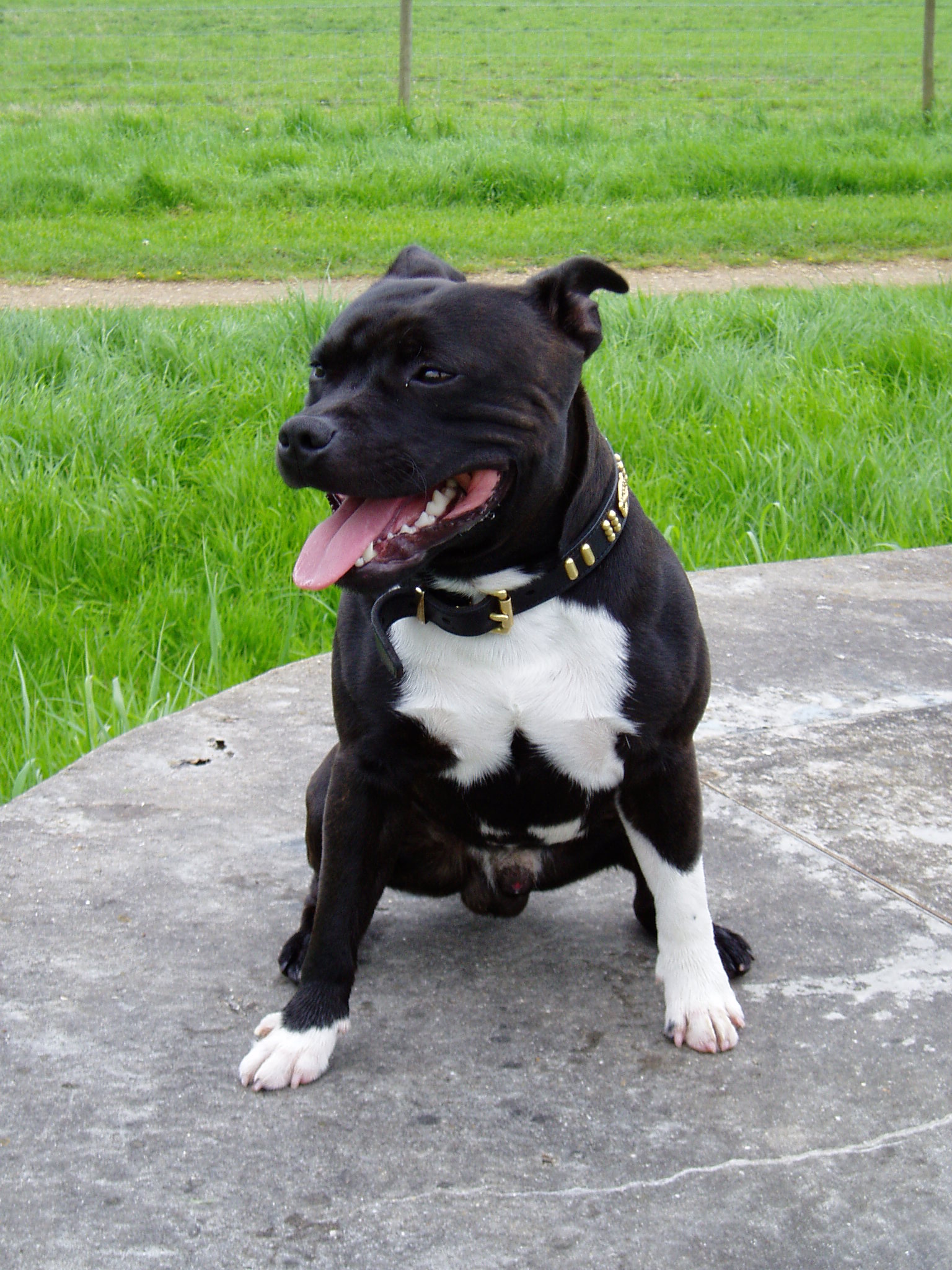 Staffordshire Bull Terriers Guide